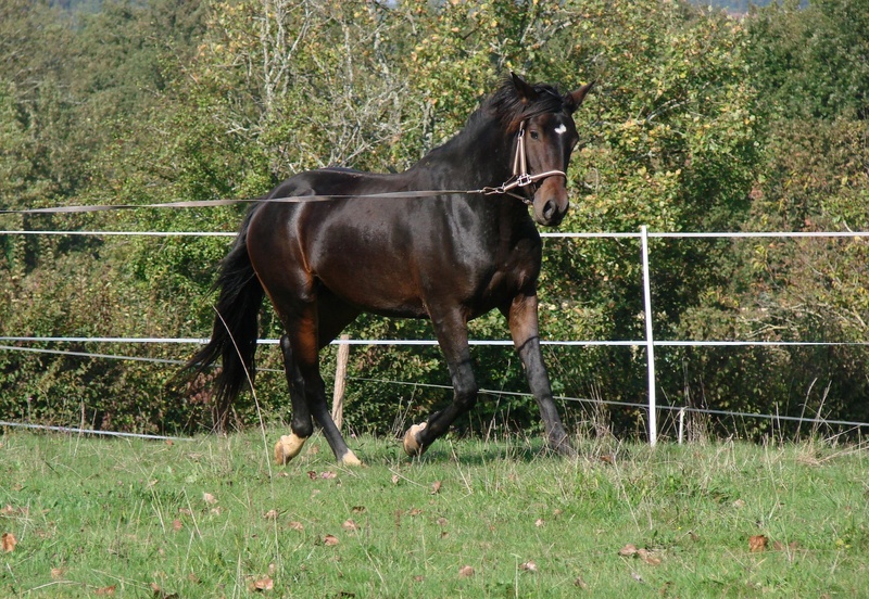 mammal, animal themes, barrier, animal wildlife, grass, field, lanyard, herbivorous, vertebrate, horse, horseback riding, day, ranch, sport, livestock
