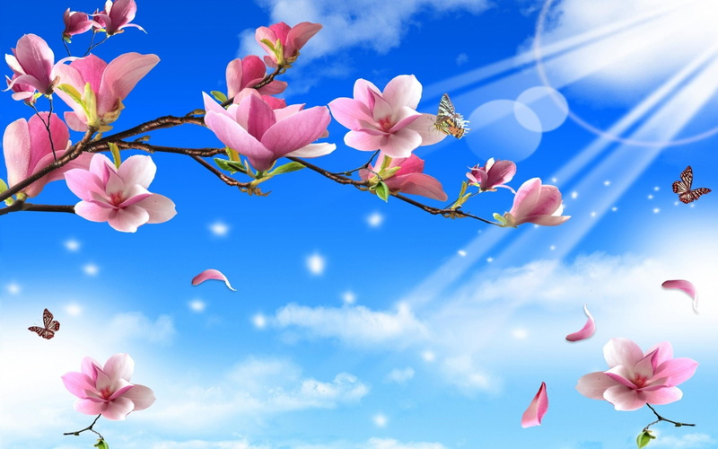 gallery, butterflies, butterfly, flowers, nature, 2K, twigs