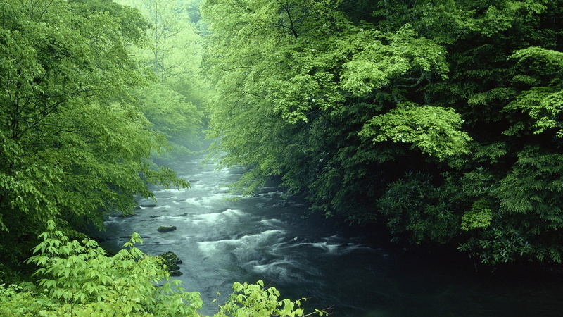 scenics - nature, water, flowing, environment, rainforest, tranquility, no people, tropical rainforest, karadeniz, land, quality, nature, growth