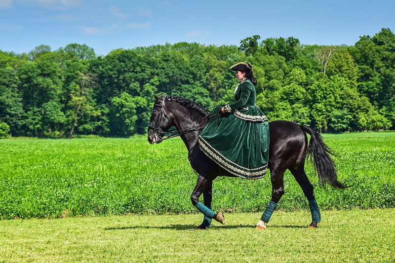 field, domestic animals, tree, plant, 2K, mammal, full length, one person, animal themes, herbivorous, animal, land, lady, woman, animal wildlife, outdoors
