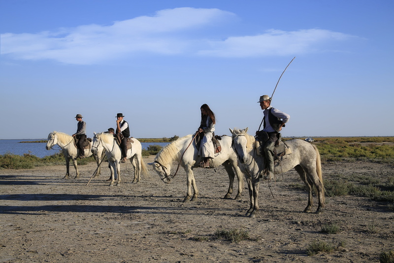 day, pets, gardian, animal, riding, cloud - sky, domestic, 5K, sky, ranch, caliper, mammal, landscape, camel, animal wildlife, horse, jumper, activity