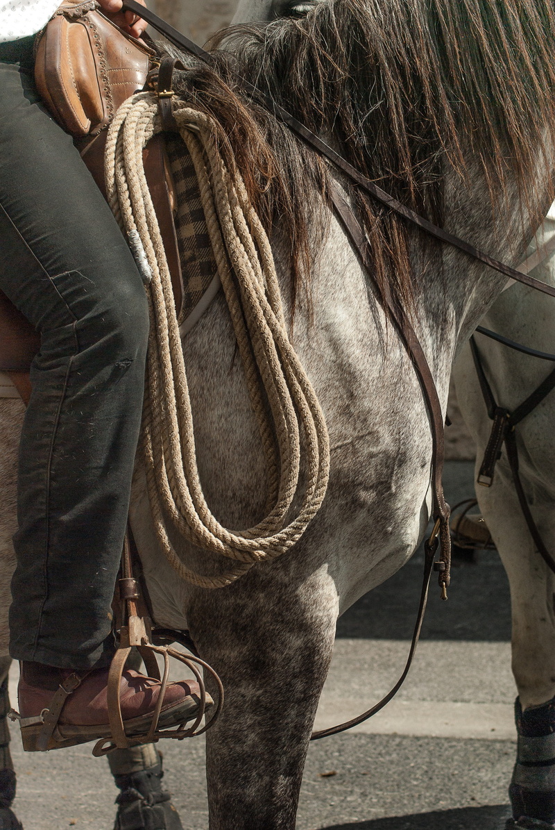 outdoors, lifestyles, gardian, animal head, camargue, domestic animals, pets, domestic, one animal, caliper, real people, vertebrate, camargue horse, 4K