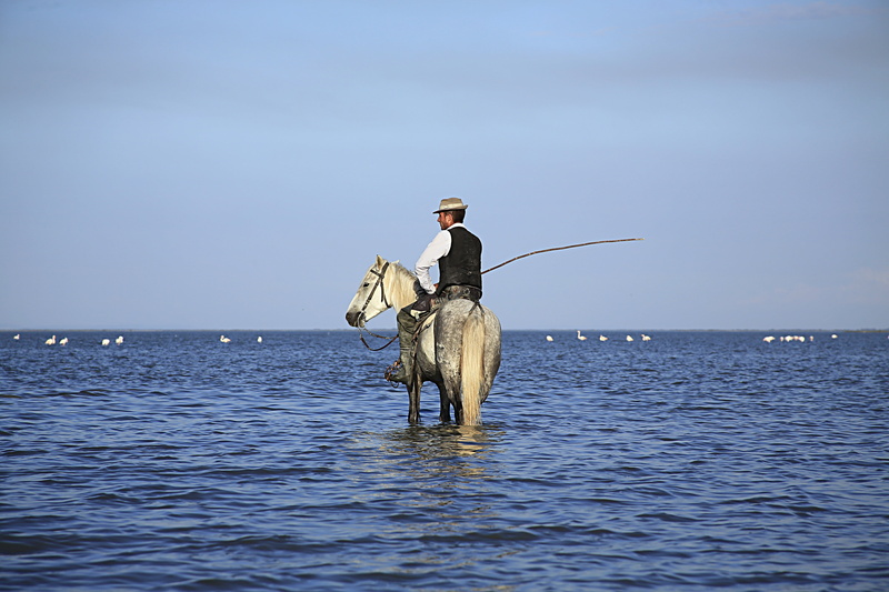 horses, vacations, hat, mammal, water plan, water, sea, adult, animal, horseback riding, day, white, animals, holiday, horizon over water, sky, transportation