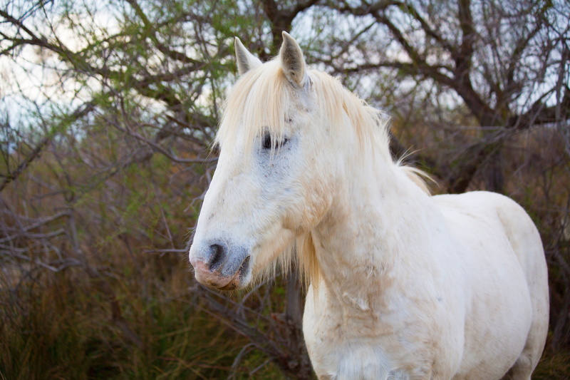 mammal, animal, horse, domestic, domestic animals, animal wildlife, photo, one animal, nature, selective, ranch, white color, vertebrate, tree, herbivorous