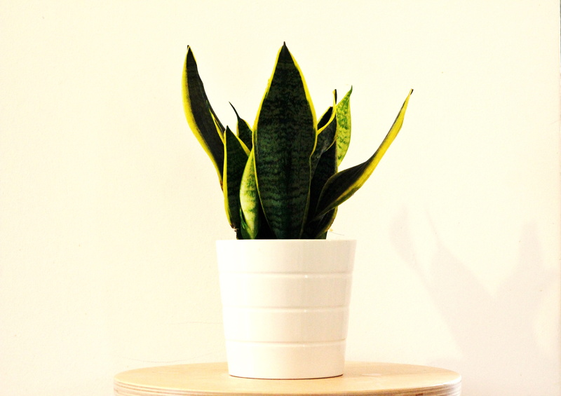 succulent plant, houseplant, leaf, food and drink, pot, medicine, plant, sansevieria, plant part, green color, food, wellbeing, flower pot, herb, home deco