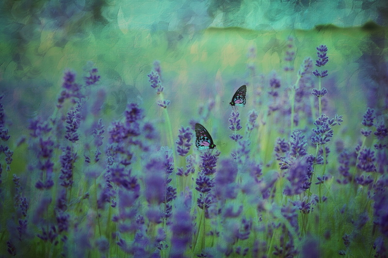 selective focus, lake, photo, flowers, close-up, plant, water, violet, day, petaled, nature, blue, provence, green, 1080P, flowering plant, lavender flowers