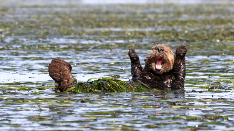 animals, swimming, nature, vertebrate, animals in the wild, bear, wet, outdoors, animal mouth, mouth open, muzzles, animal themes, 1080P, humor, water