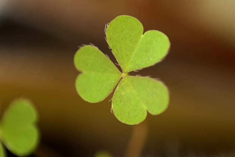 focused, close-up, kiss, eos, leaf, lens, 1080P, growth, plant, freshness, nature, green, macro, 450d, photo, the lucky one, canon rebel xsi, diy, environment