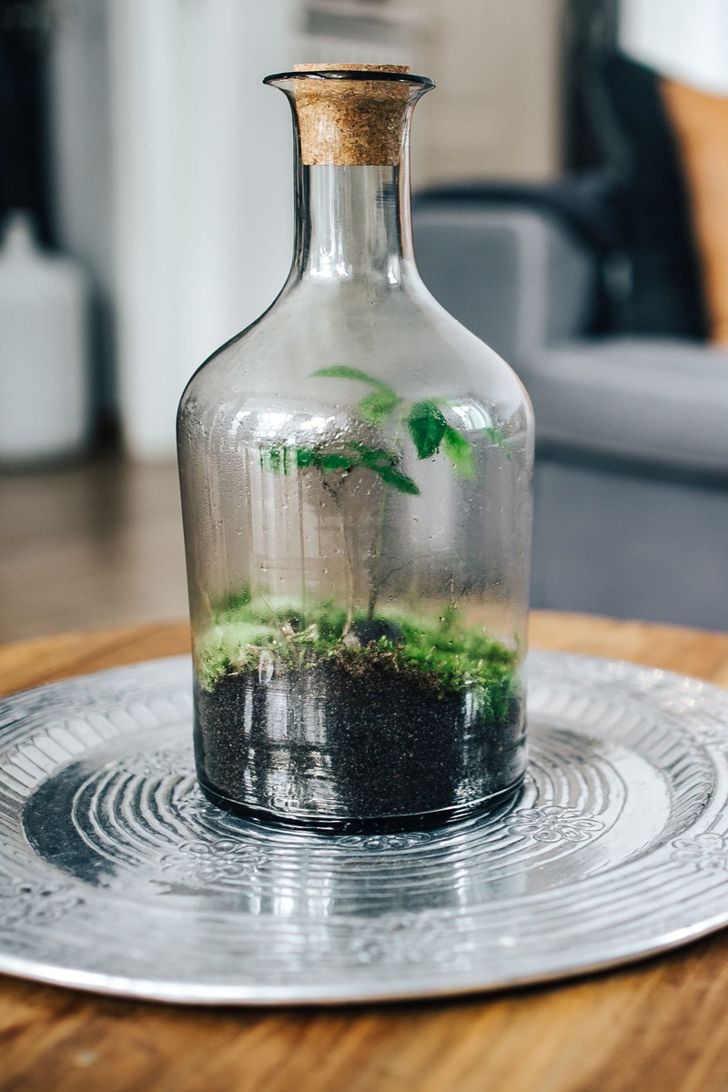 bottle, terrarium, no people, little, garden, glass - material, green, forest in jar, close-up, plate, green color, food, indoors, temptation, table, household equipment