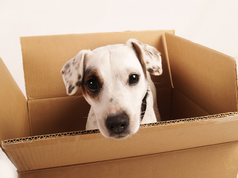 animal, cardboard box, 1080P, portrait, relocation, no people, cardboard, domestic, dog, dog amazing pictures, animal themes, indoors, pets, domestic animals