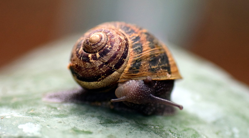 beautiful, selective focus, animal body part, housing, 5K, leaf, fragility, close, close-up, slowly, spiral, backwards, macro, shell, mollusk, invertebrate