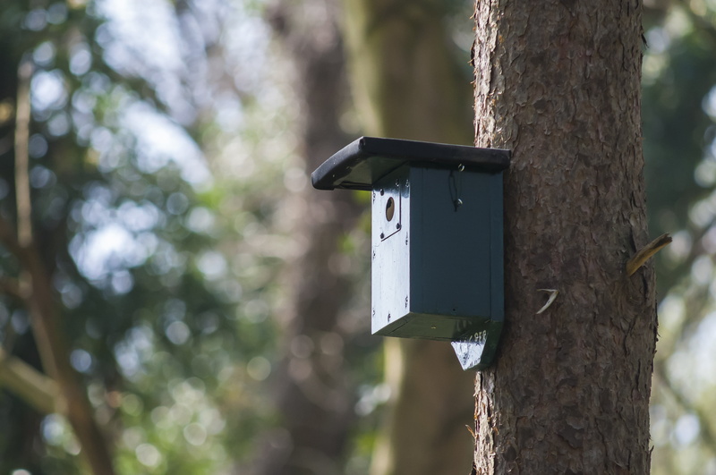security, nest box, wood - Material, house, forest, one animal, tree trunk, 2K, safety, birdhouse, nest, nature, tree, animal themes, spring, no people