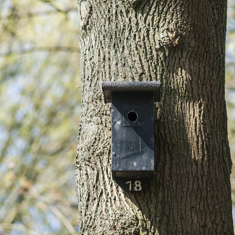 nest, tree trunk, close-up, rough, land, no people, house number, bird, trunk, tree, move, bark, forest, textured, wood - material, birdhouse, hatch, nature