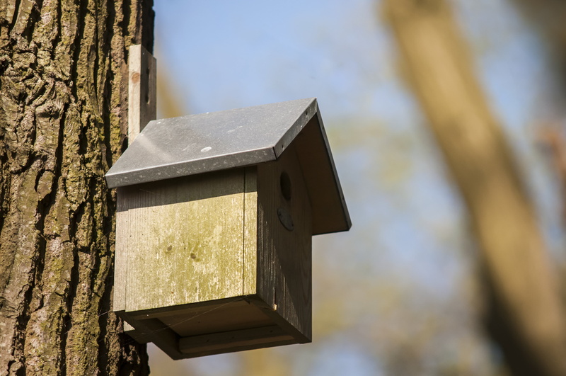 no people, forest, built structure, 4K, nest box, nature, sunlight, tree, move, building exterior, lighting equipment, architecture, mailbox, wood - material
