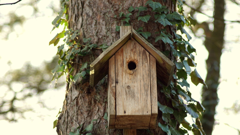 wood, at home, outdoors, hatchery, move, day, close-up, growth, of course, tree trunk, family, welcome, ivy, architecture, feel good, birdhouse, spring