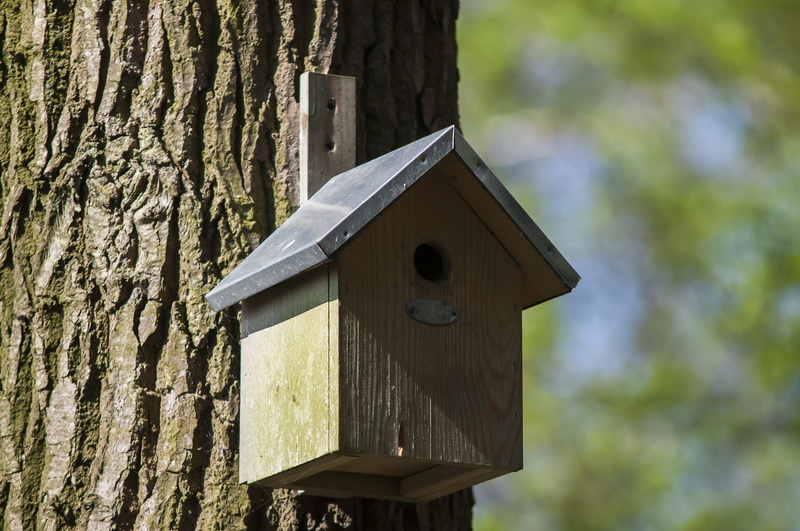 outdoors, trunk, plant, focus on foreground, close-up, tree trunk, Nest Box, built structure, architecture, tree, low angle view, textured, day, nature