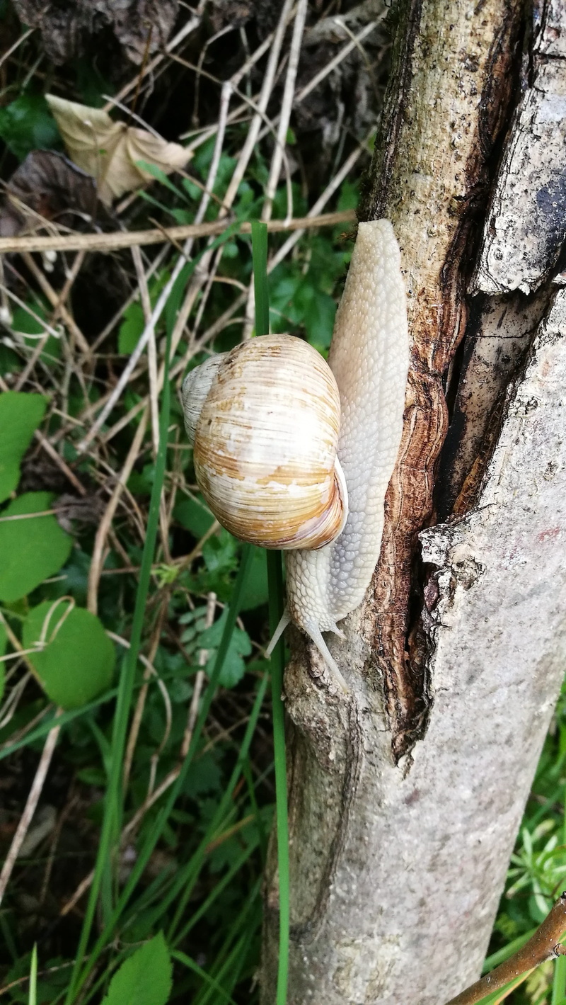 spiral, garden, one animal, no people, Snail, animals in the wild, Mollusk, close-up, reptile, animal shell, snail shell, trunk, animal, slowly, lime, move