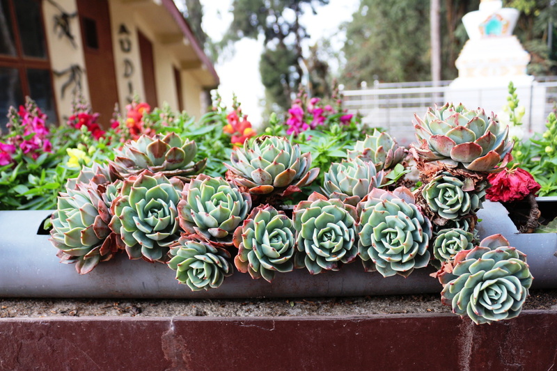 flower head, plant, focus on foreground, flowering plant, darjeeling, fragility, architecture, botany, day, no people, retail display, india, outdoors