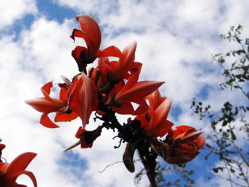 plant, beauty in nature, tropical, freshness, flame of the forest, vibrant, butea monosperma, season, vulnerability, india, flowering plant, low angle view