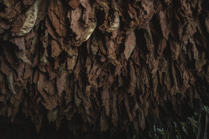 art, vintagelens, pattern, 5K, brown, plant, nature, tobacco, natural condition, natural, plant bark, farmliving, full frame, rough, viñales, tree, travelphotography