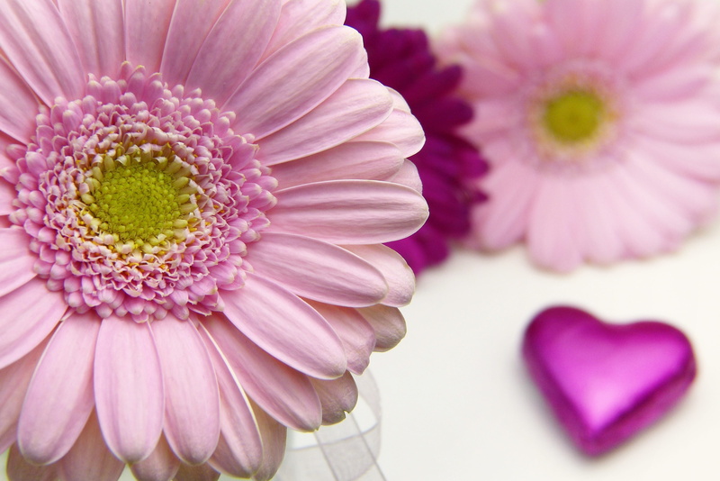 beauty, wellness, nature, joy, wedding day, greeting card, blossom, vulnerability, gerbera daisy, pink color, flower head, fragility, daisy, no people
