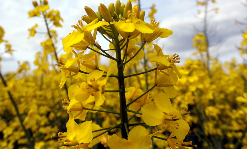 land, fragility, crop, blossom, oilseed rape plants, springtime, day, rape blossom, growth, biodiesel, vulnerability, tranquility, close, cruciferous plant