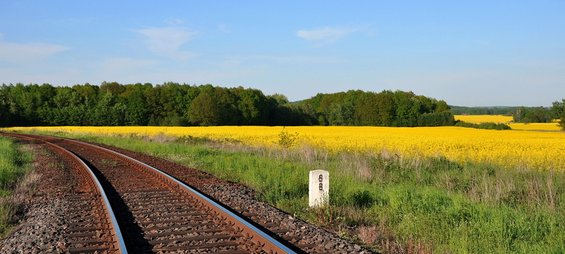 4K, one animal, animal wildlife, rail transportation, fuel, rapeseed, agriculture, transportation, energy, beside, land, no people, animal, meadow, train