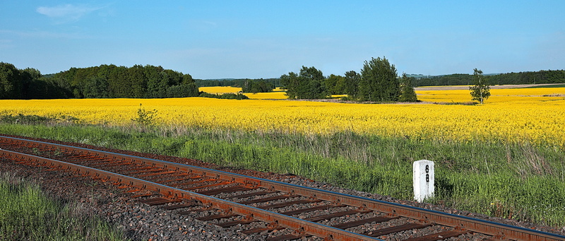 land, no people, rural scene, railway transport, tree, transportation, environment, biofuels, Energy, forest, panorama, nature, Rapeseed, transport, 4K
