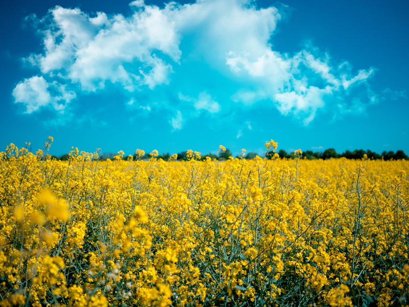 sky, blue, flower, plant, nature, environment, biofuels, scenics - nature, yellow fields, land, vibrant color, ripe, plants, crop, growth, poland, flowers