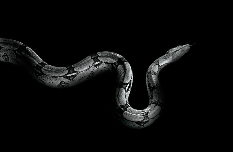 copy space, 4K, close-up, reptile, no people, animal themes, cut out, vertebrate, snake, metal, animal, indoors, animal body part, still life, animals in the wild