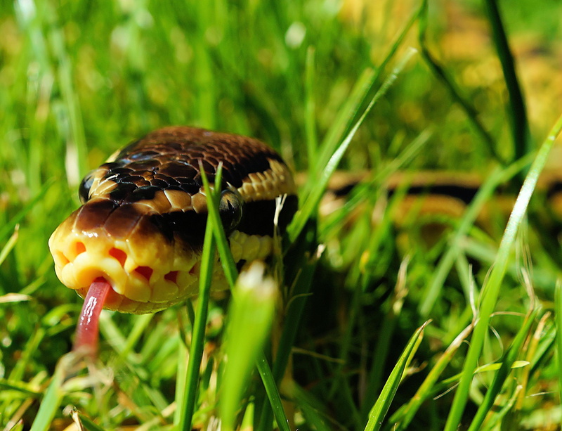 invertebrate, garden, land, blade of grass, animal head, green color, focus on foreground, camouflage, no people, ball python, grass, animal, nature, animal themes