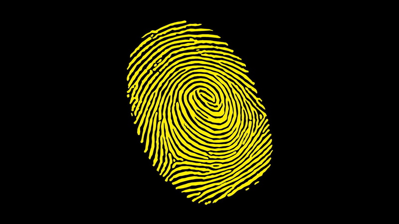 close-up, 1080P, natural pattern, yellow, fern, copy space, beauty in nature, plant, black background, animal themes, no people, fingerprints, indoors