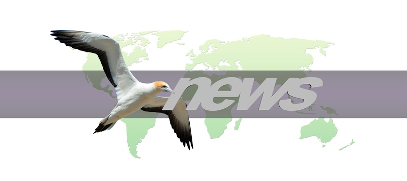 tree, animal world, article, globe, sign, news, newsletter, electronic mail, email, digital, internet, text, e mail, one animal, paper, headlines, 5K