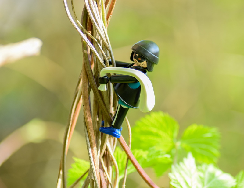 beauty in nature, animal, plant part, espionage, arrest, Burglary, tree, doll, crime, hacker, threatening, sunlight, cut off, Theft, escape, funny, hit and run
