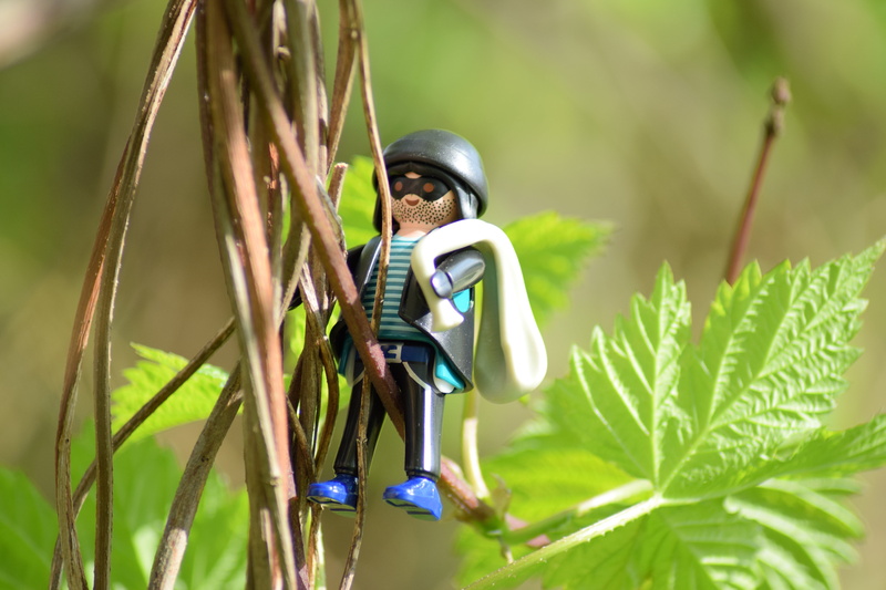 plant part, green color, vine, crime, thief, police, green, helmet, outdoors, no people, dangerous, forest, mafia, land, espionage, hacker, funny, threatening