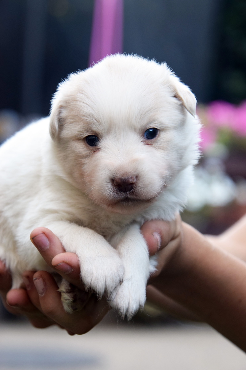 unrecognizable person, hand, cute, human body part, finger, domestic, vertebrate, domestic animals, pets, baby, fur, 5K, animal, canine, one person, mammal
