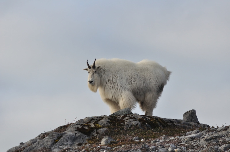 winter, snow, mountain, standing, outdoors, horns, cold temperature, daytime, rock, day, animal, wild, animals in the wild, goat, scenic, alpine, animal wildlife