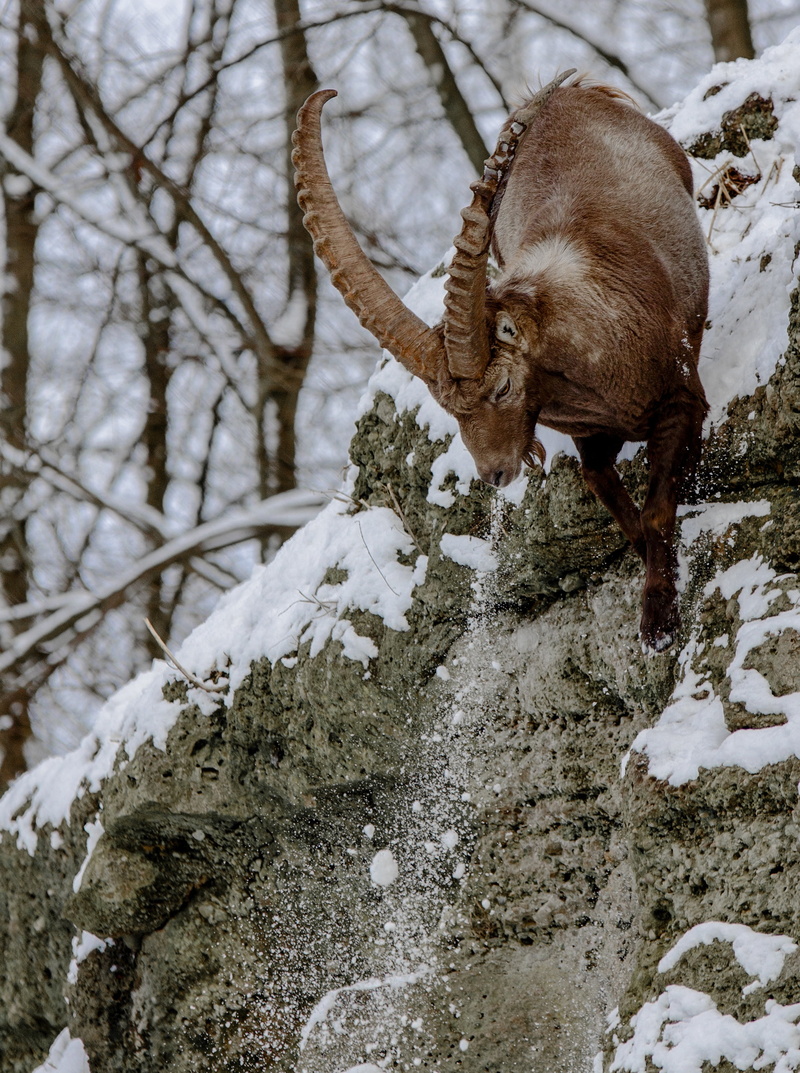 outdoors, billy, gray, herbivorous, land, one animal, alpine ibex, no people, mammal, snow, daring, paarhufer, plant, 2K, abyss, concentration, winter