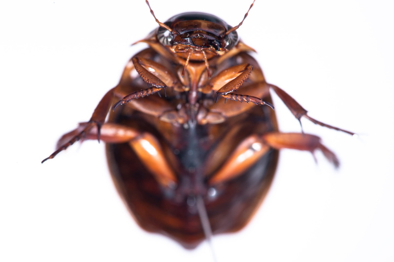 brown, emotion, cockroach, pest, background, one animal, extreme close-up, beetle, wing, people, invertebrate, white background, nature, animal body part