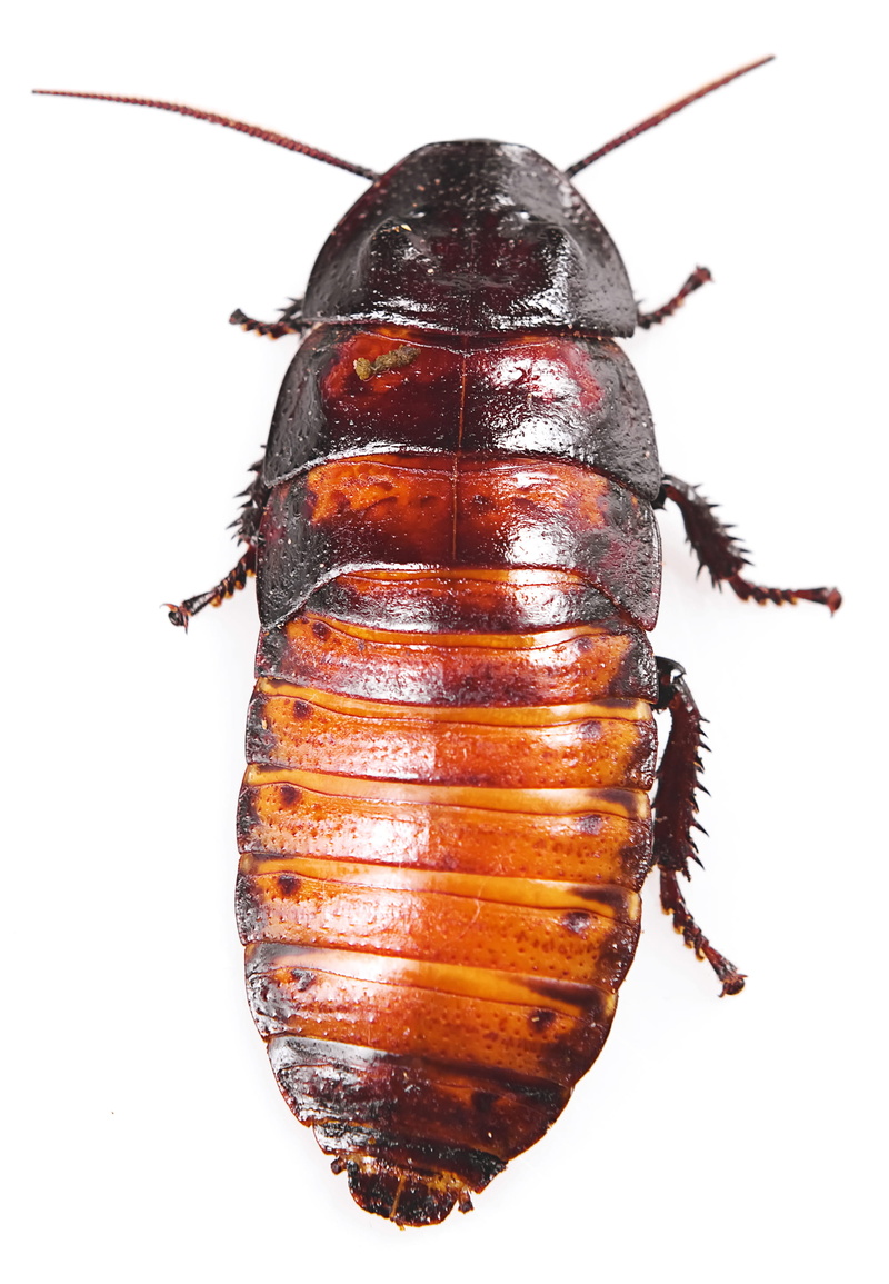 still life, wing, macro, ugly, insect, food, background, close-up, animal, animal themes, hissing, white background, one animal, 2K, cockroach, animals in the wild