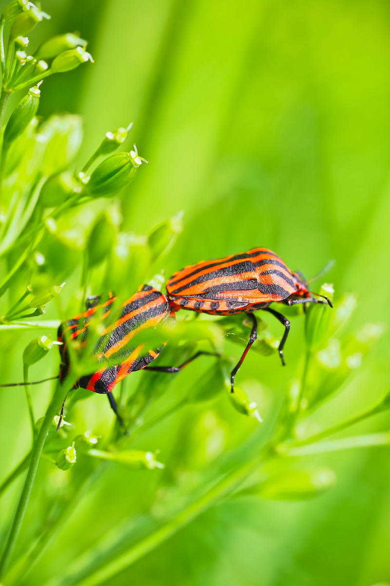 Animal, animal themes, invertebrate, nature, focus on foreground, day, close-up, crawl, insect infestation, tingling sensation, leaf, no people, Insect