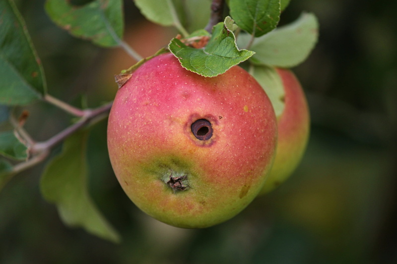 fruit tree, plant, infestation, of course, outdoors, tree, red, branch, orchard, leaf, apple - fruit, apple peel, summer, leaves, 4K, freshness, ripe