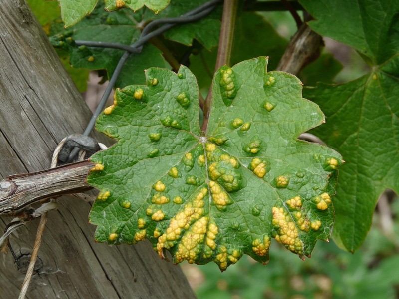 no people, smallpox, outdoors, vine disease, green, colomerus, fruit, smallpox mite, vineyard, mite, healthy eating, 2K, plant part, infestation, top of page