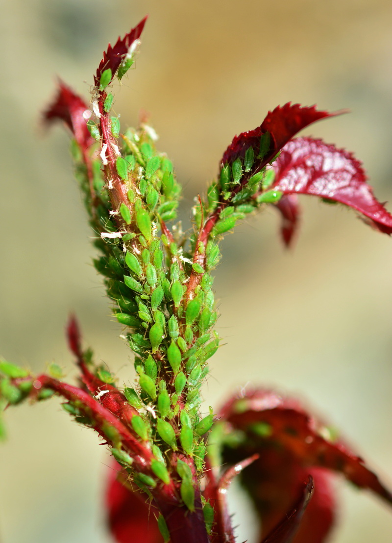 nature, pests, outdoors, freshness, vermin, flower head, growth, day, plant, fragility, close-up, red, green color, herbal medicine, green aphid, beauty in nature