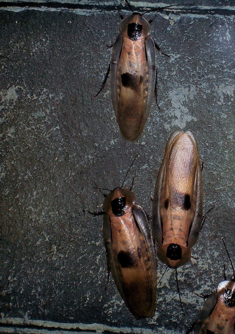 outdoors, no people, vertebrate, high angle view, marine, pest, nature, roaches, animal, dirty, crawling, hanging, shoe, fish, 720P, swimming, close-up