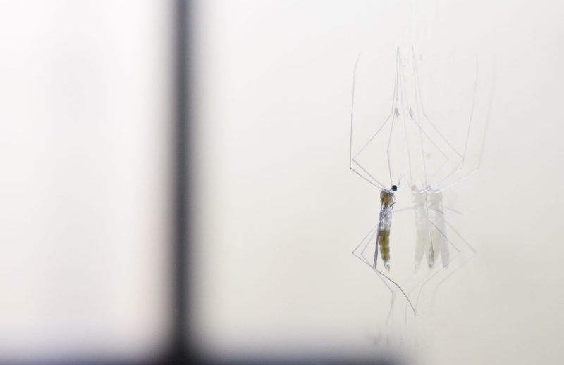 arthropod, animal, insect, focus on foreground, animal themes, 2K, mirror, indoors, transparent, animal wildlife, dengue, invertebrate, day, no people