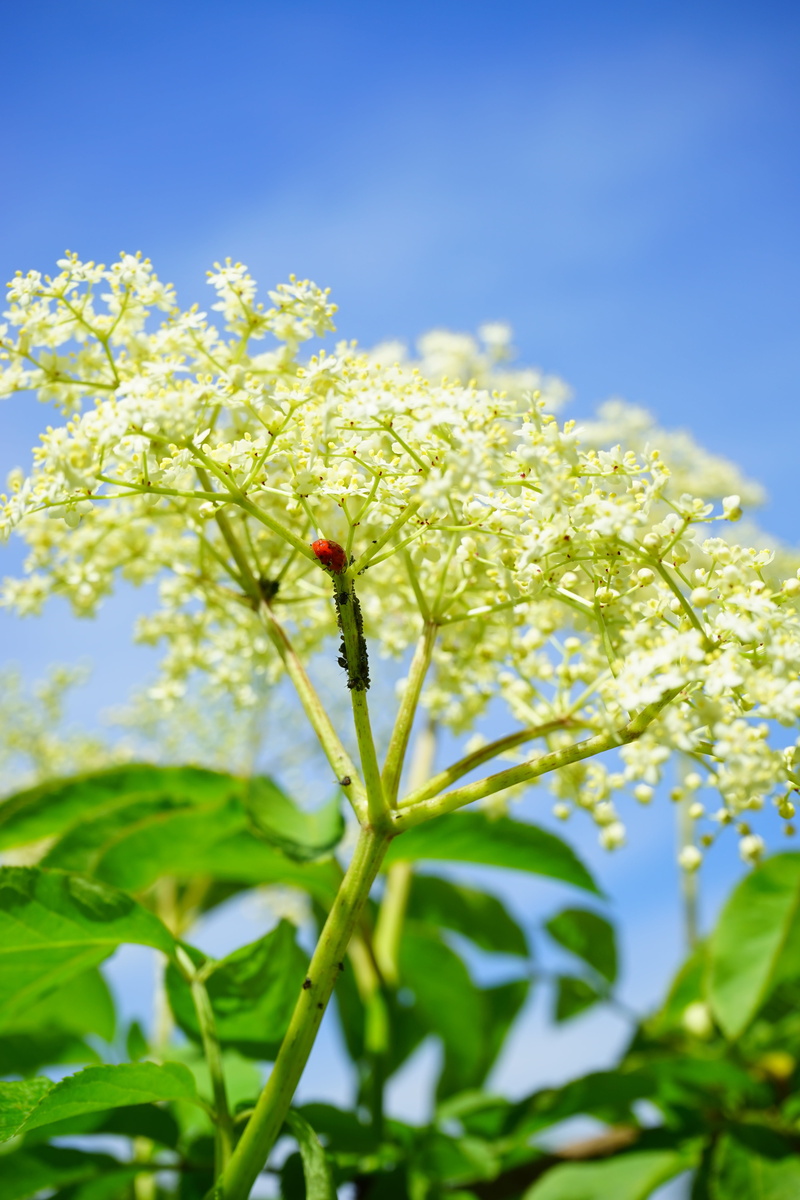 adoxaceae, nature, black elderberry, elderflower, beauty in nature, no people, louse, black holunderblattlaus, outdoors, flowering plant, sambucus nigra