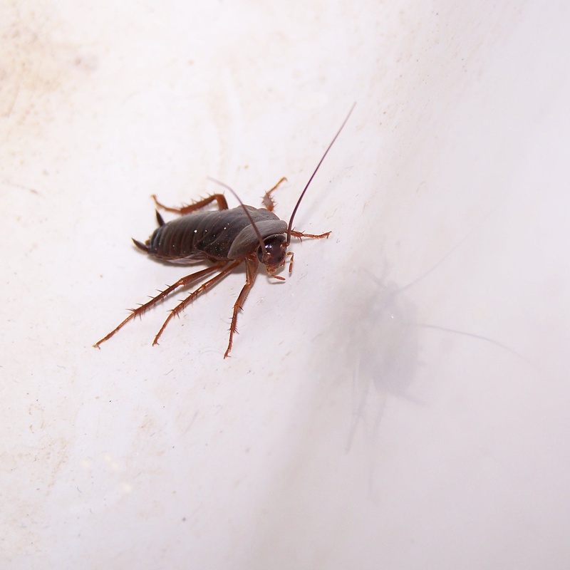 pest, wall - building feature, bug, day, 1080P, animal wildlife, disgusting, infestation, animal, no people, brown, insect, disease, animals in the wild