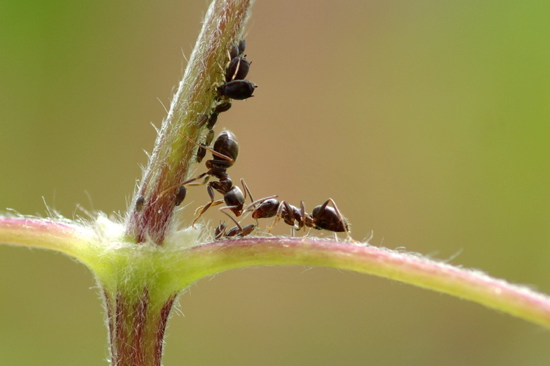 outdoors, ants, arthropod, animal, animal wildlife, plant part, insect infestation, day, Macro, group of animals, Ant, plant stem, Aphid, nature, animals in the wild