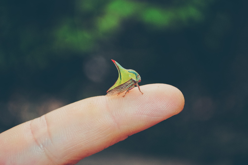 nature, small, tropical, focus on foreground, animals in the wild, thorn bug, pest, tropic, human body part, human hand, 2K, life, nail, insect, one animal